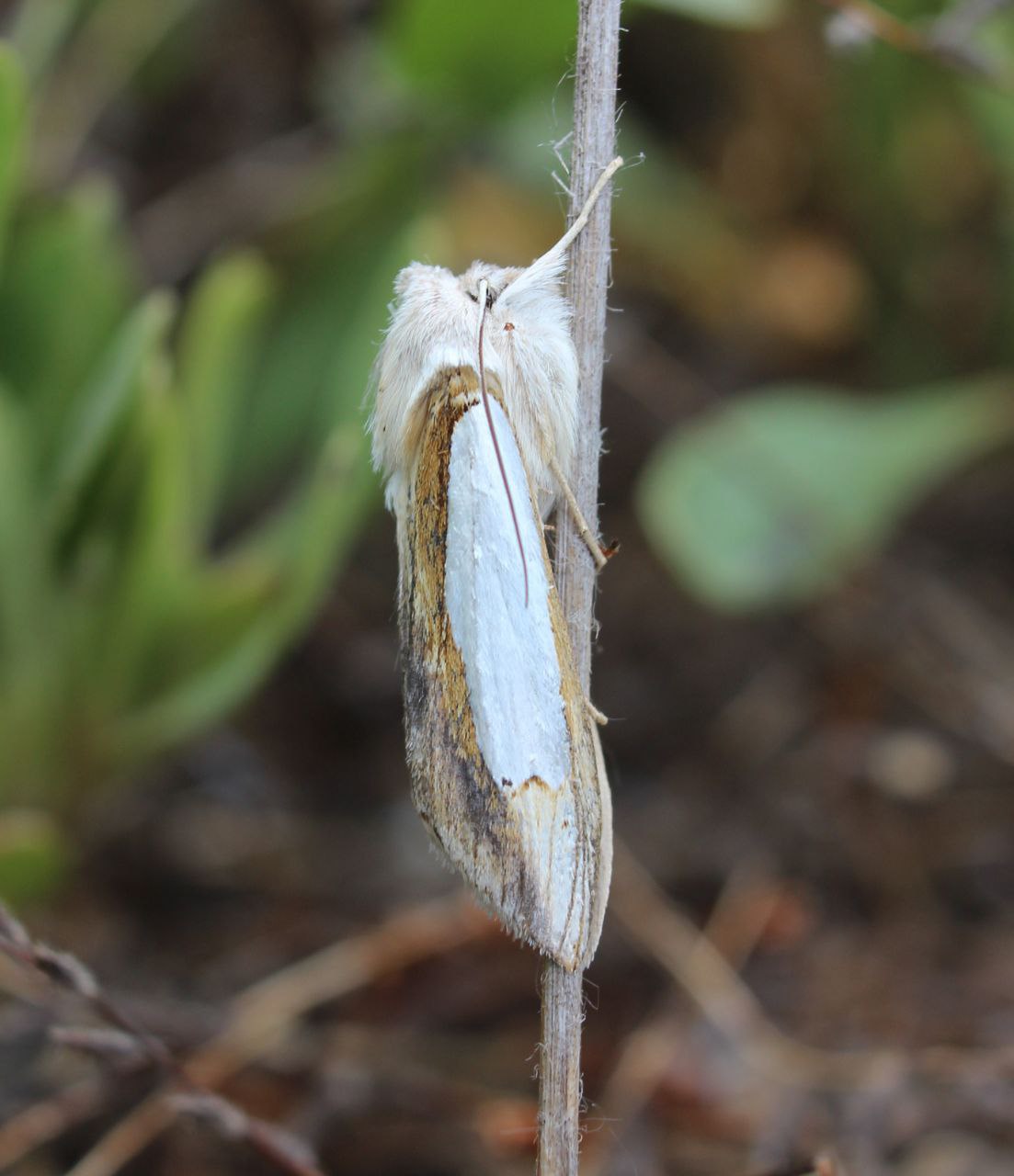 Почему в Украине исчезают пчелы и где зимуют мухи: интервью с энтомологом